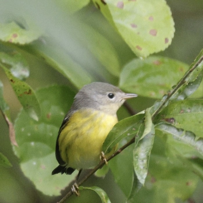 Magnolia Warbler - ML642737709