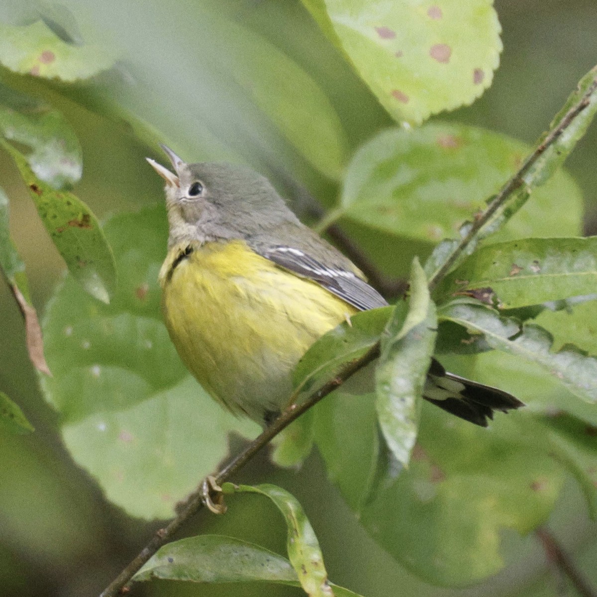 Magnolia Warbler - ML642737710