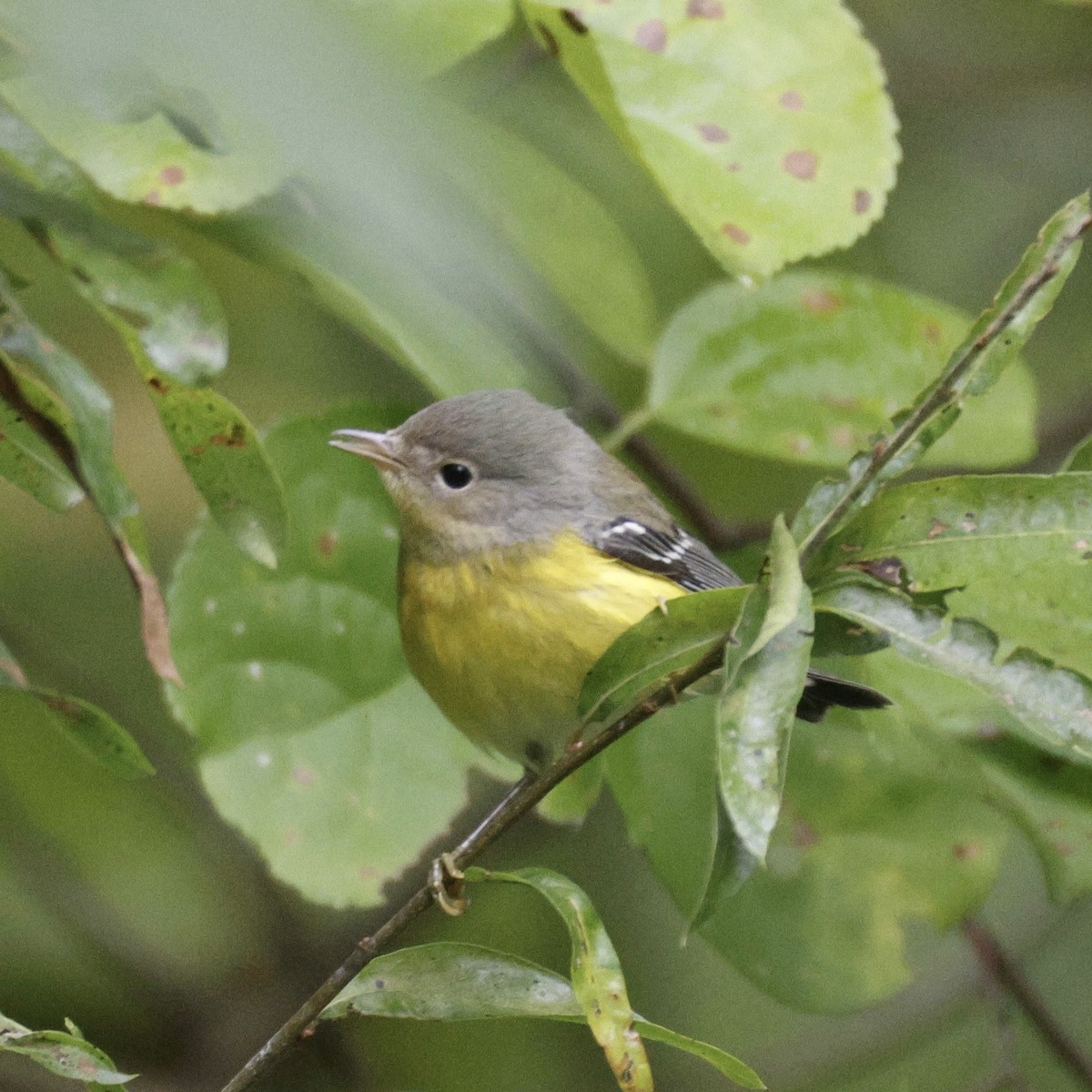 Magnolia Warbler - ML642737711