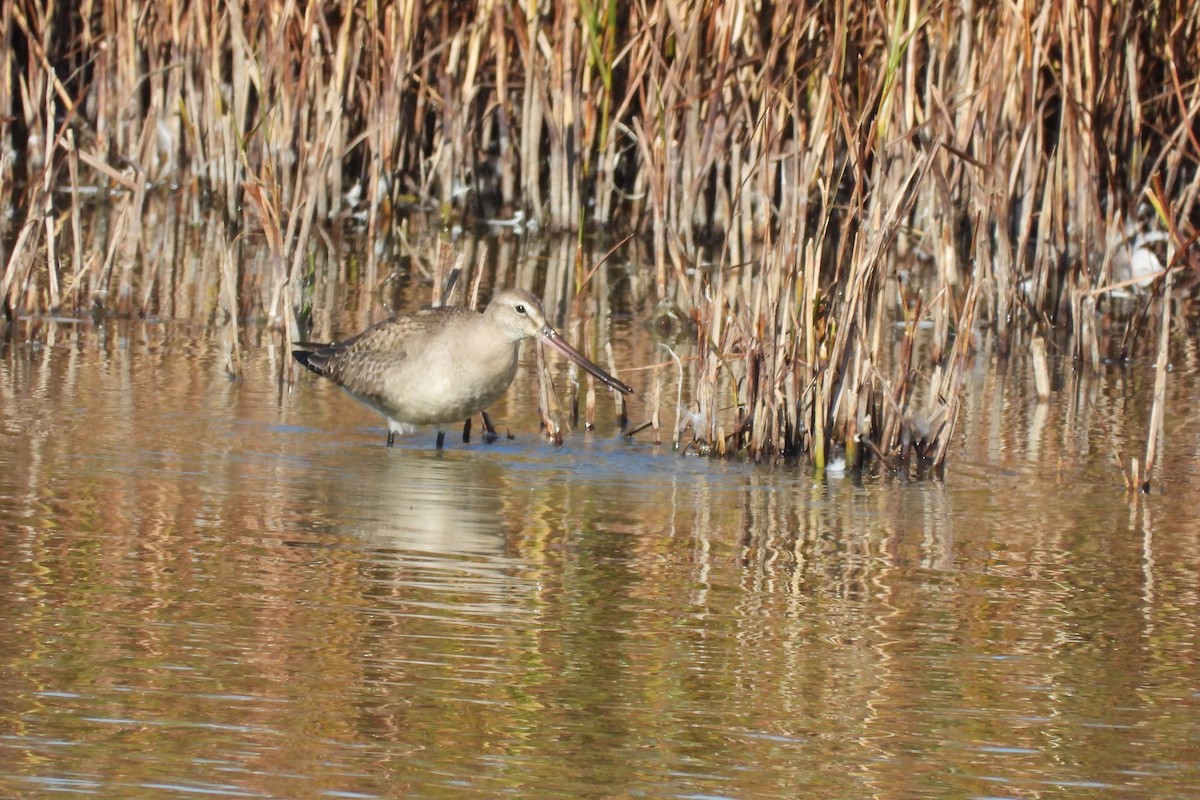 Hudsonian Godwit - ML642737721