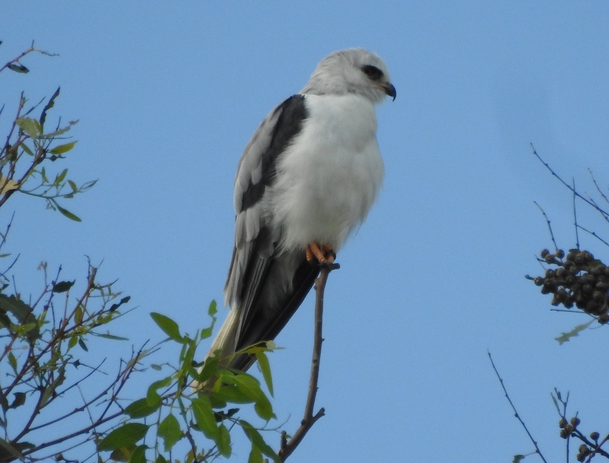 White-tailed Kite - ML642737725