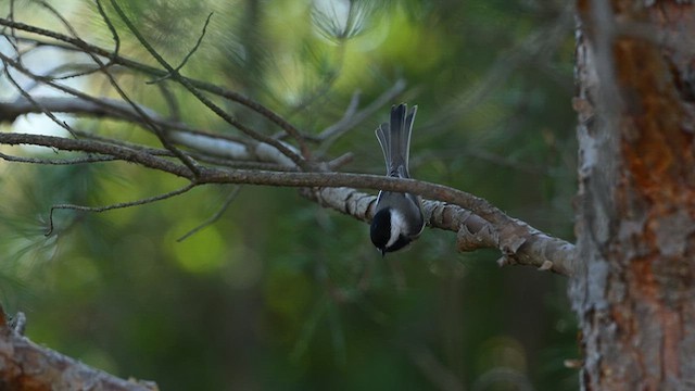 Black-capped Chickadee - ML642737761