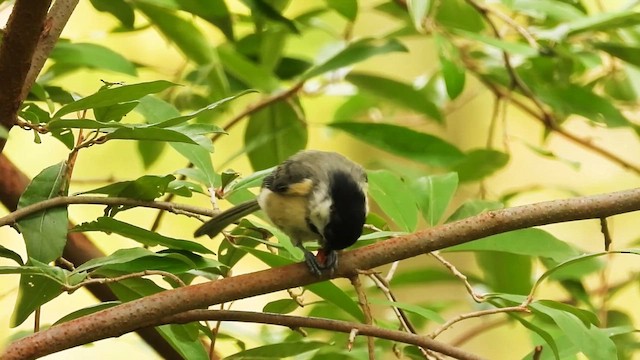 Carolina Chickadee - ML642737762
