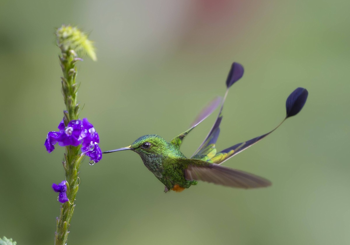 Peruvian Racket-tail - ML642737769