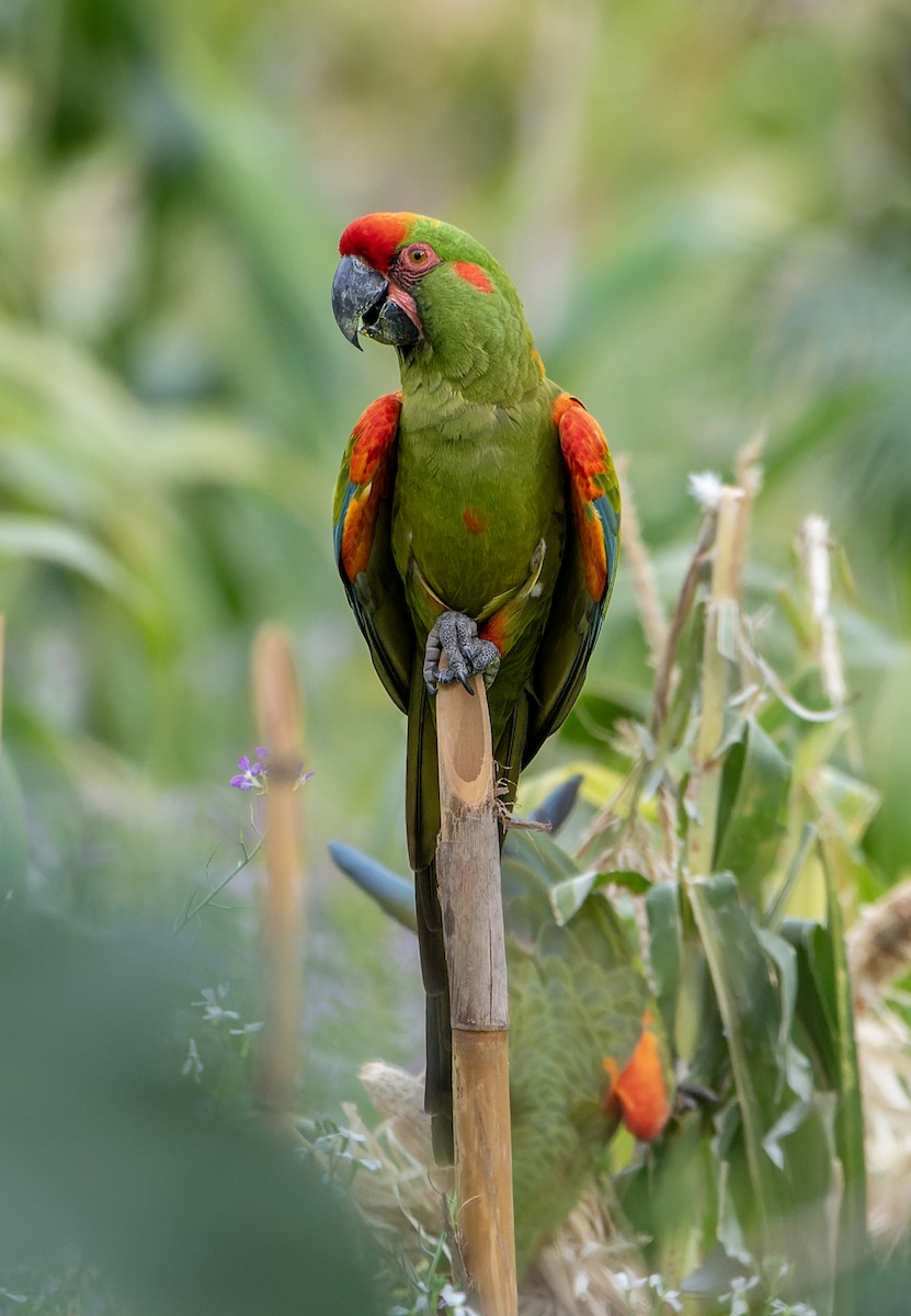 Red-fronted Macaw - ML642737778