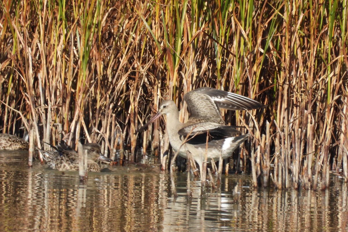 Hudsonian Godwit - ML642737797