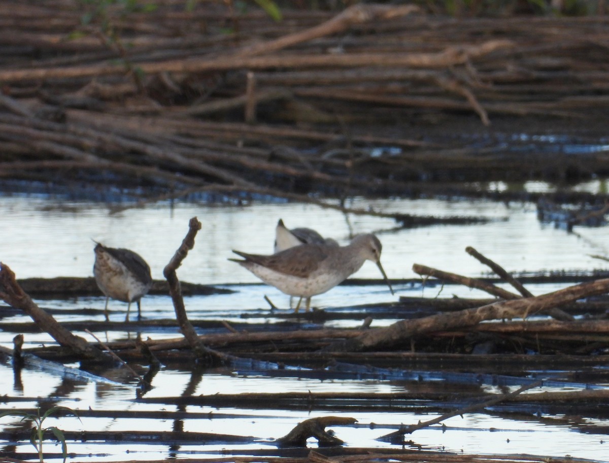 Stilt Sandpiper - ML642737803