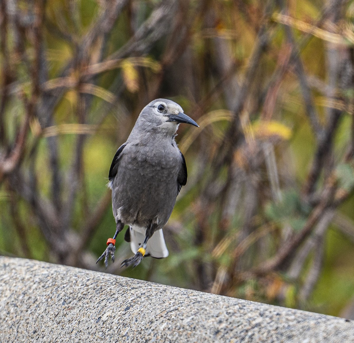 Clark's Nutcracker - ML642737807