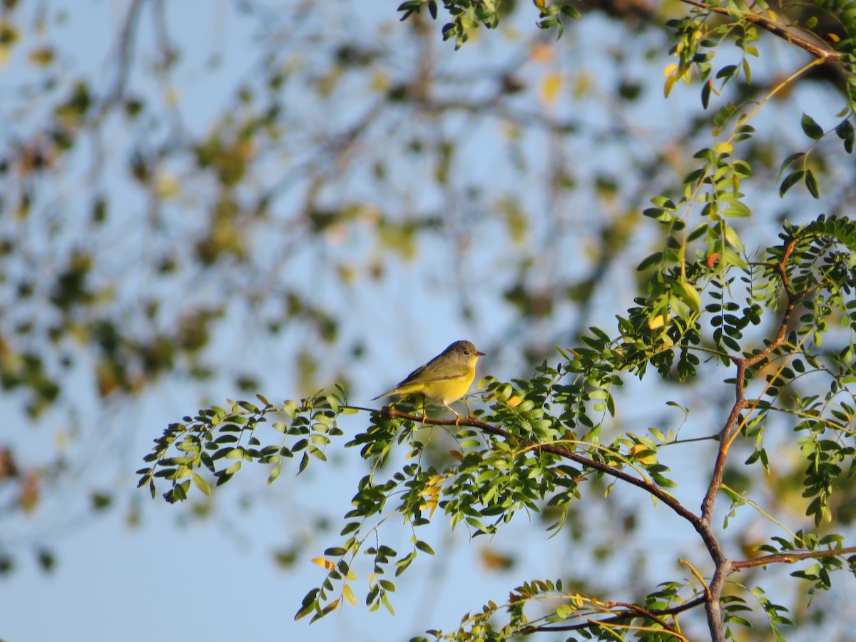 Nashville Warbler - ML642737809