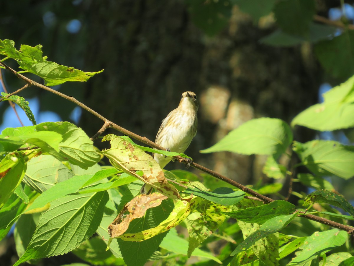Yellow-rumped Warbler - ML642737831