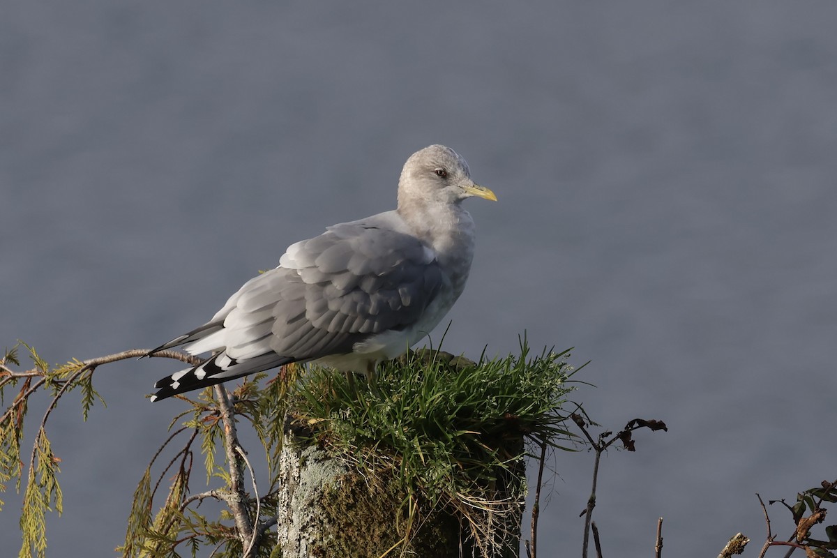 Short-billed Gull - ML642737865