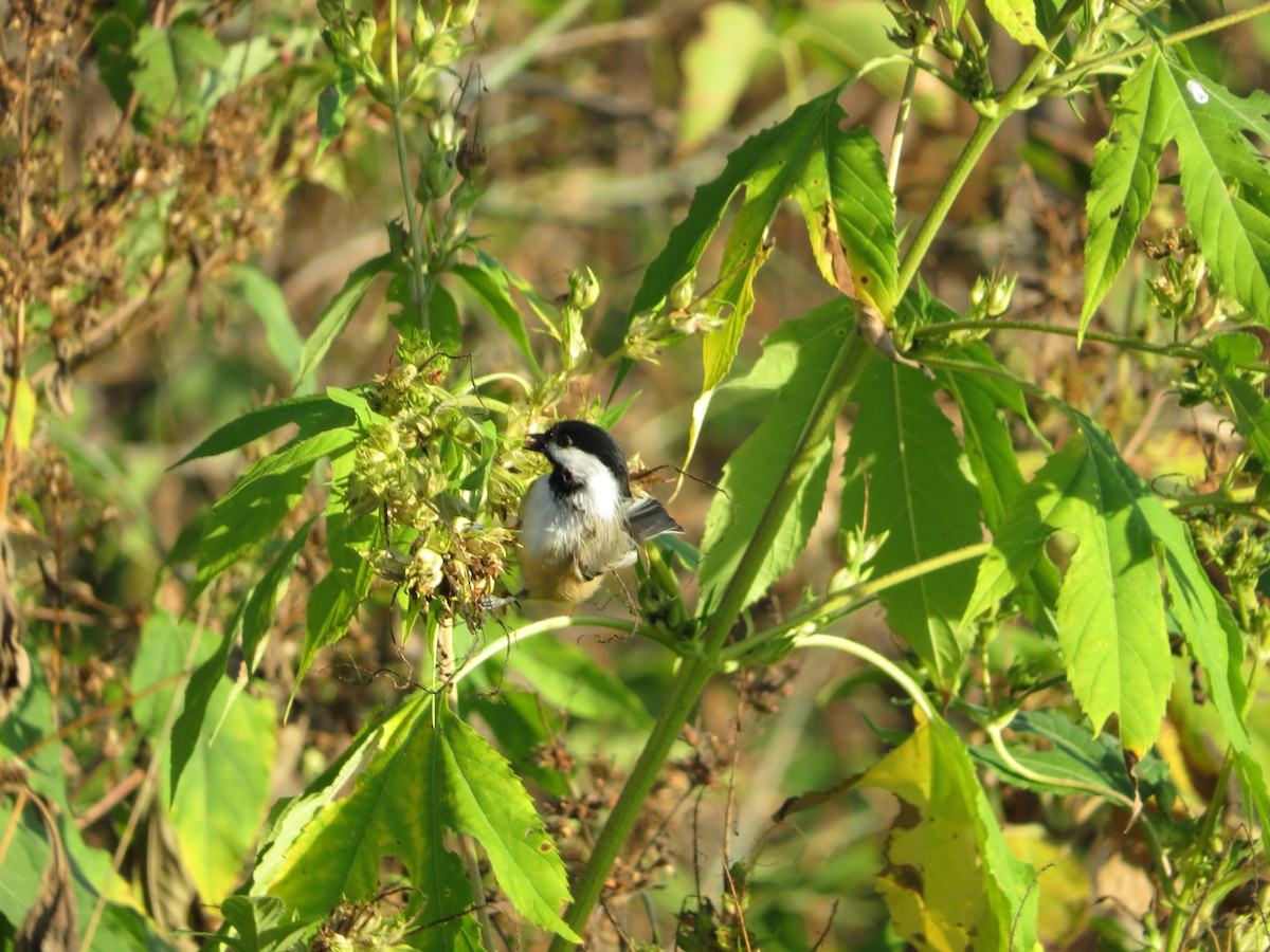 Black-capped Chickadee - ML642737866