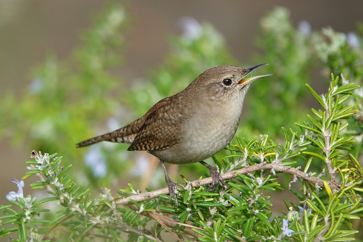 Northern House Wren - ML642737902