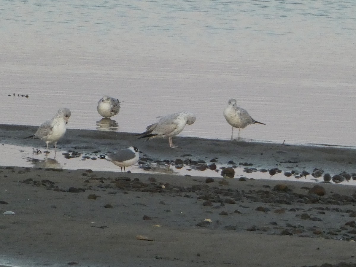 Franklin's Gull - ML642737909