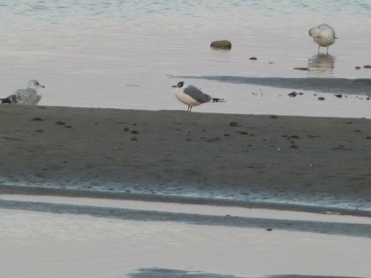 Franklin's Gull - ML642737910