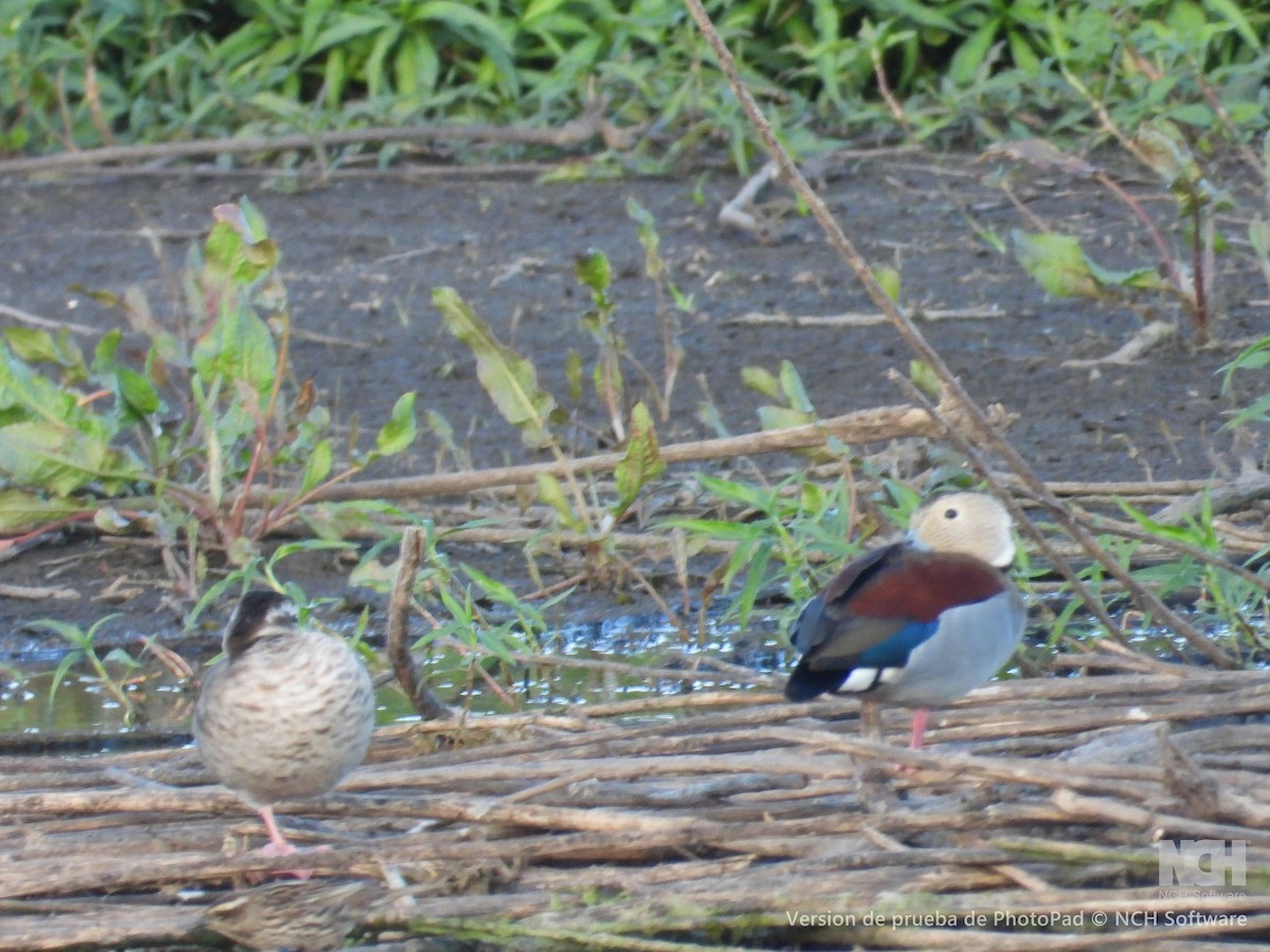 Ringed Teal - ML642737913
