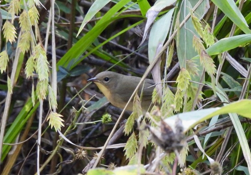 Common Yellowthroat - ML642737914