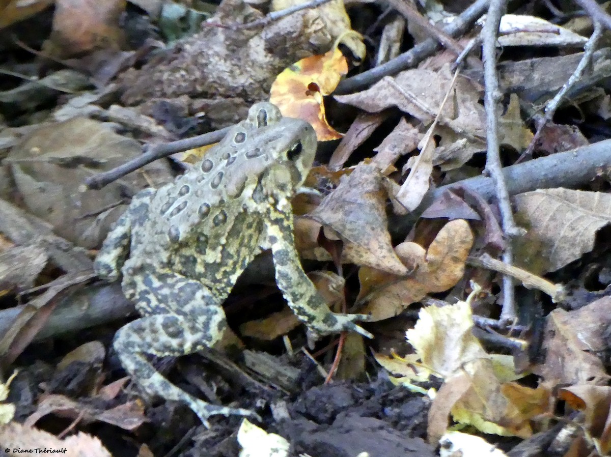 Amphibians - ML642737938