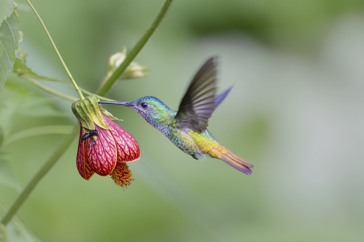 Golden-tailed Sapphire - ML642737973