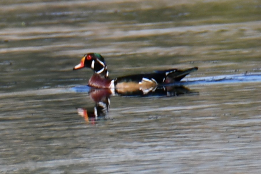 Canard branchu - ML642737978