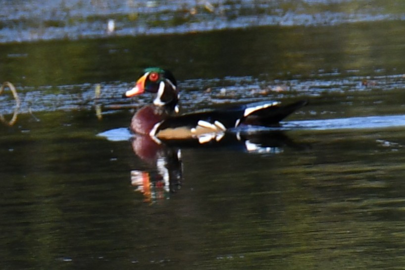 Canard branchu - ML642737981