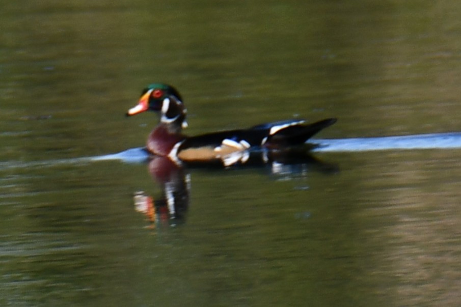 Canard branchu - ML642737983