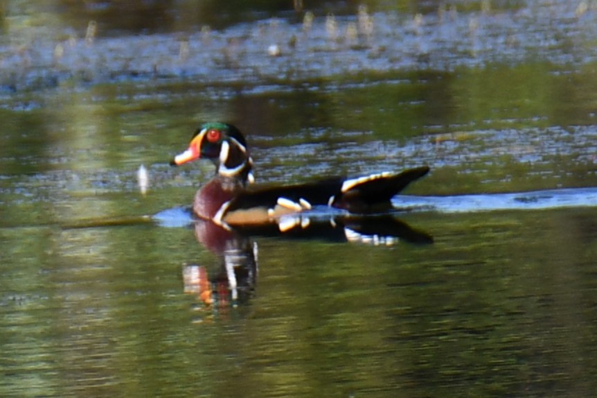 Canard branchu - ML642737984