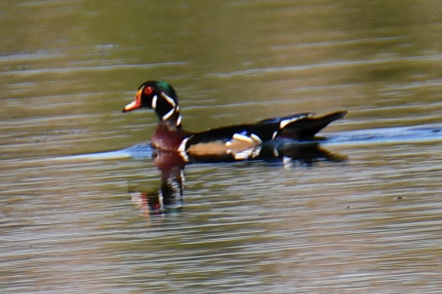 Canard branchu - ML642737985