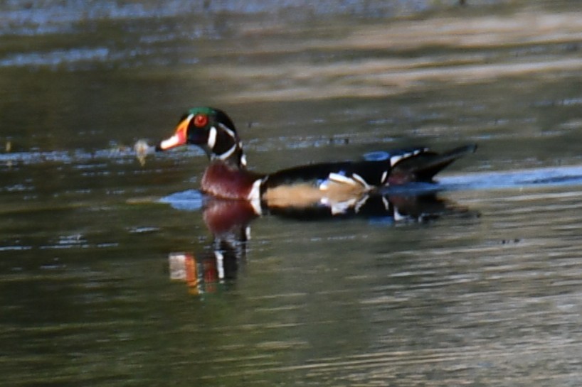 Canard branchu - ML642737986