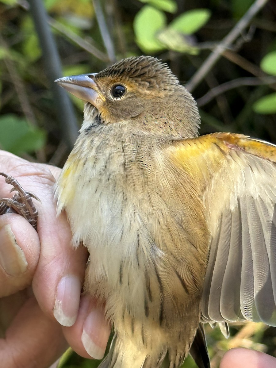 Dickcissel d'Amérique - ML642737989