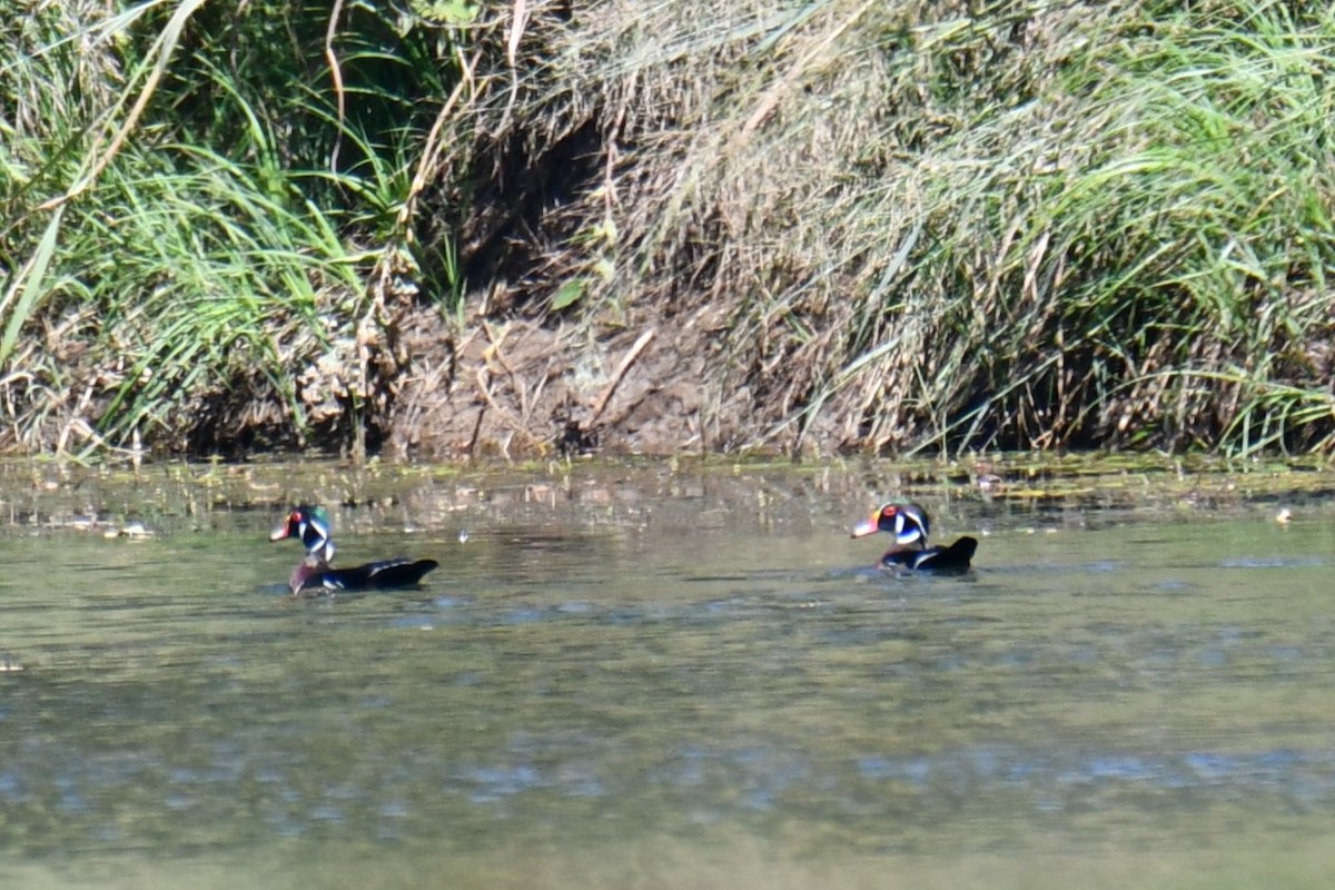 Canard branchu - ML642737993