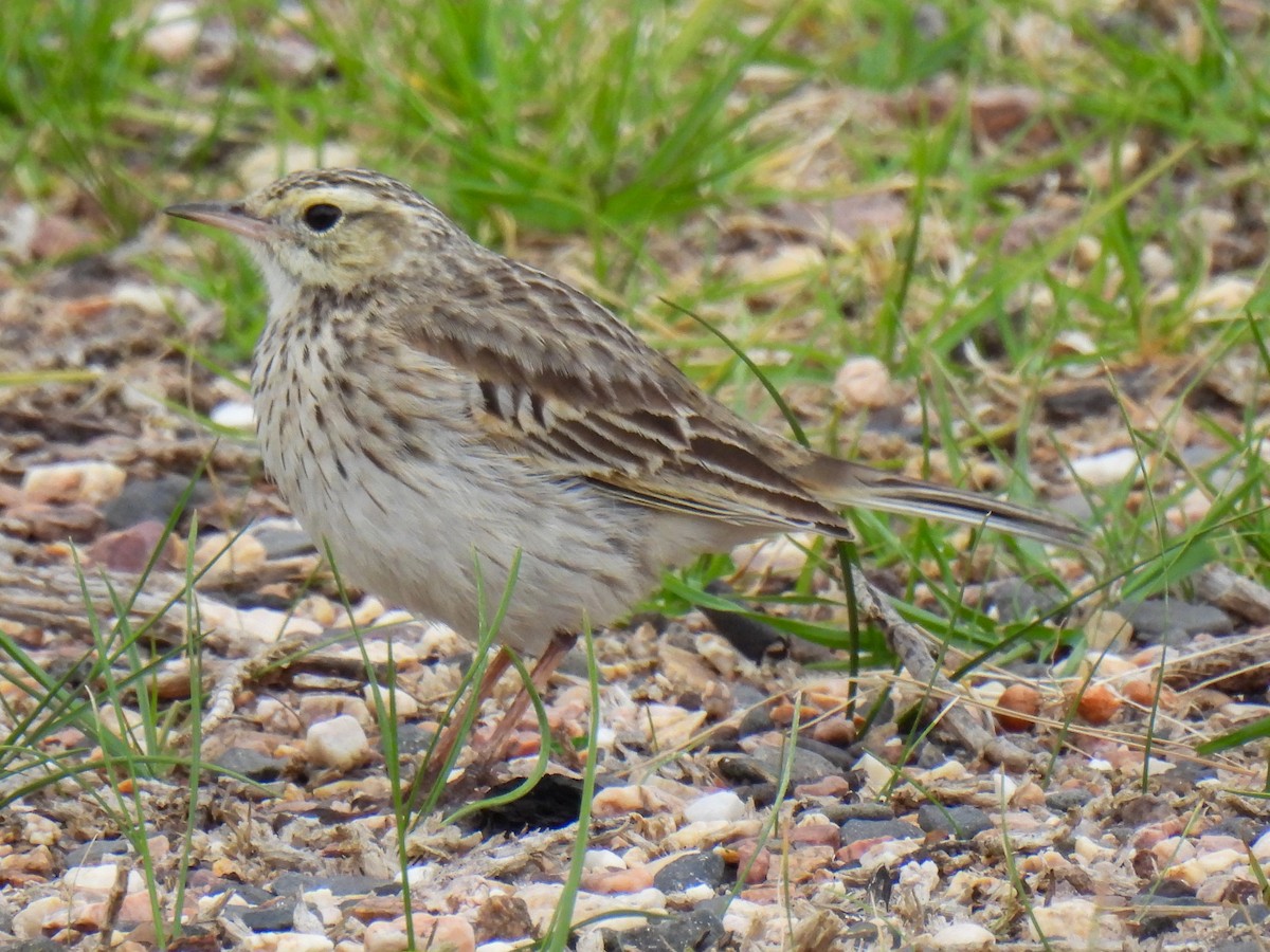 Bisbita Neozelandés (grupo australis) - ML642738000