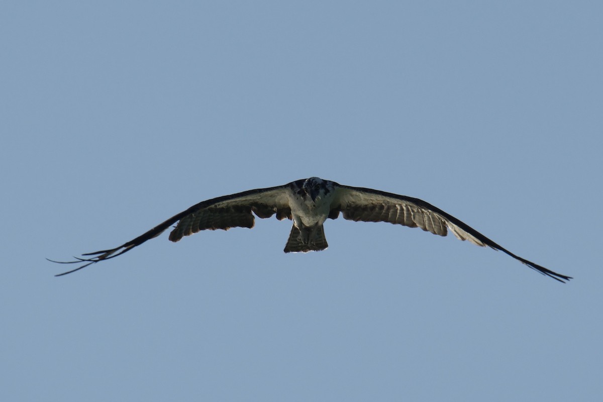 Balbuzard pêcheur - ML642738002