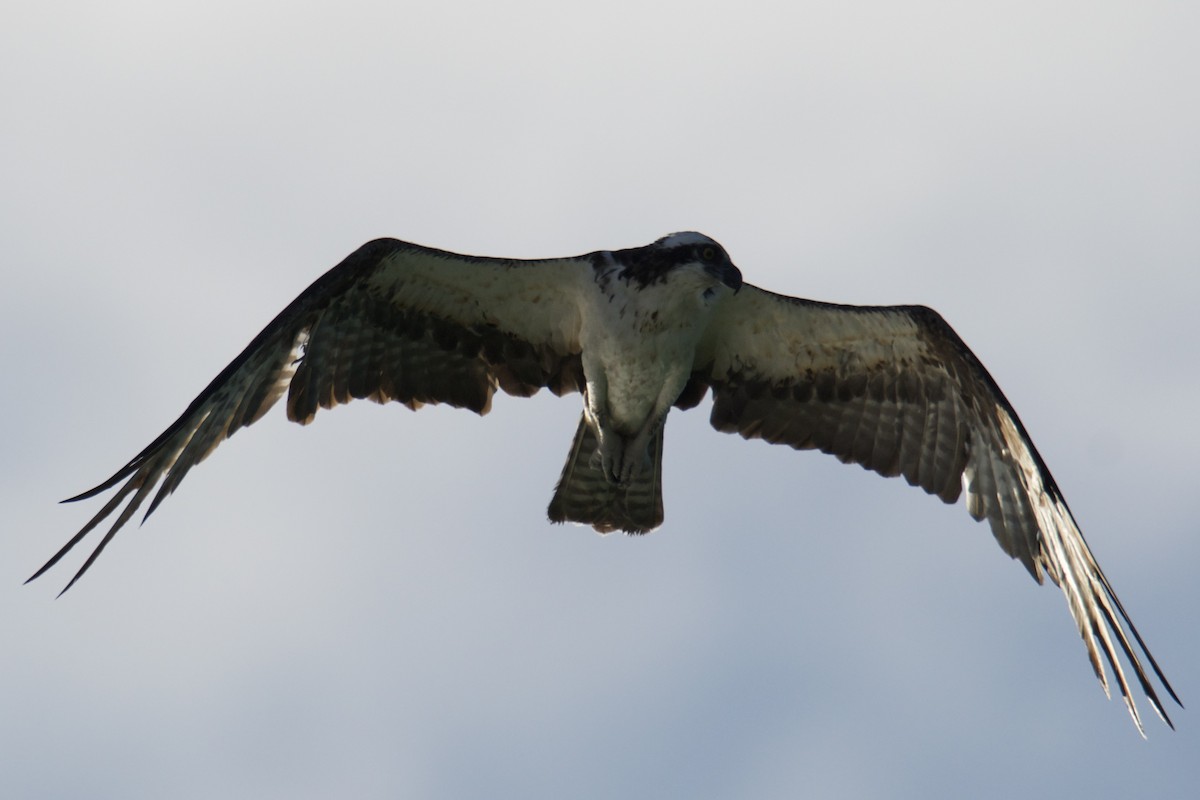 Balbuzard pêcheur - ML642738003
