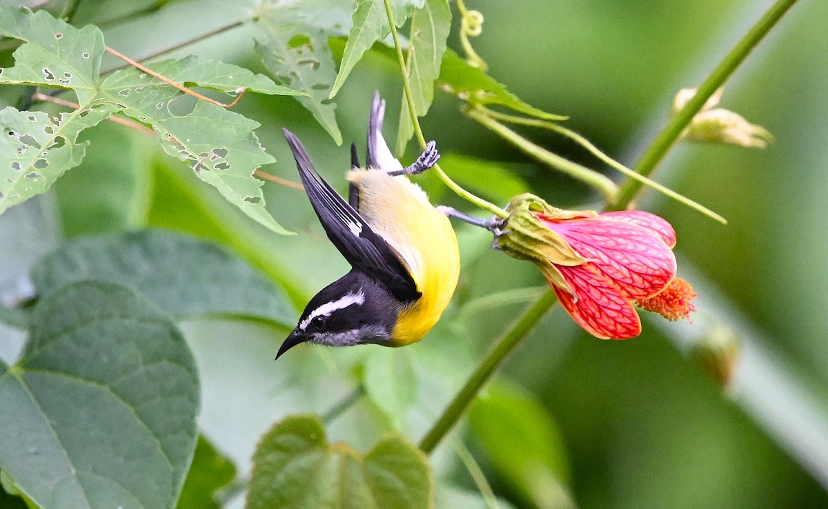 Bananaquit - ML642738062