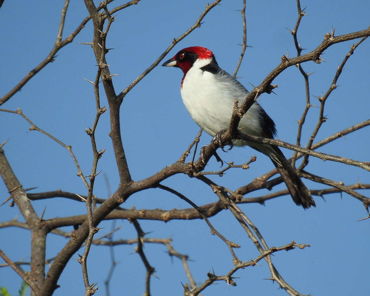 Cardenilla Enmascarada - ML642738065