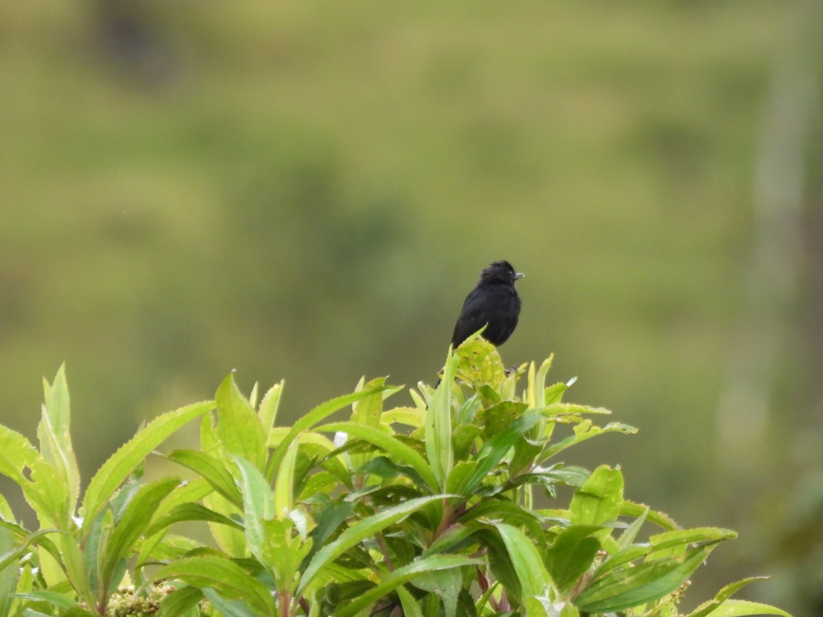 Black Flowerpiercer - ML642738066
