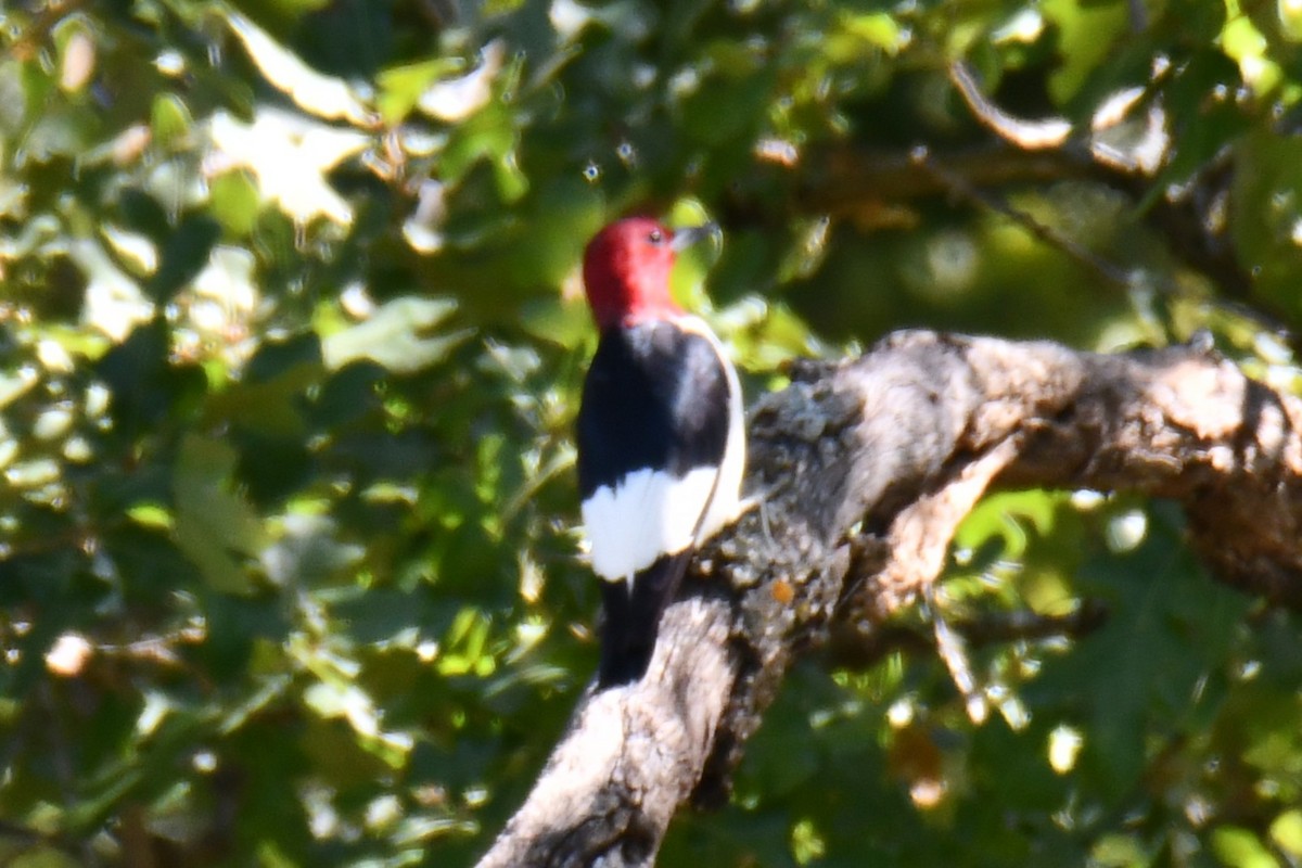 Carpintero Cabecirrojo - ML642738082