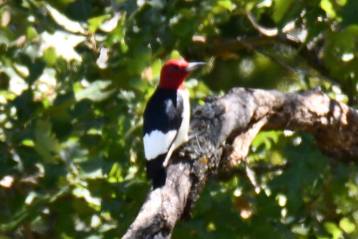 Carpintero Cabecirrojo - ML642738083
