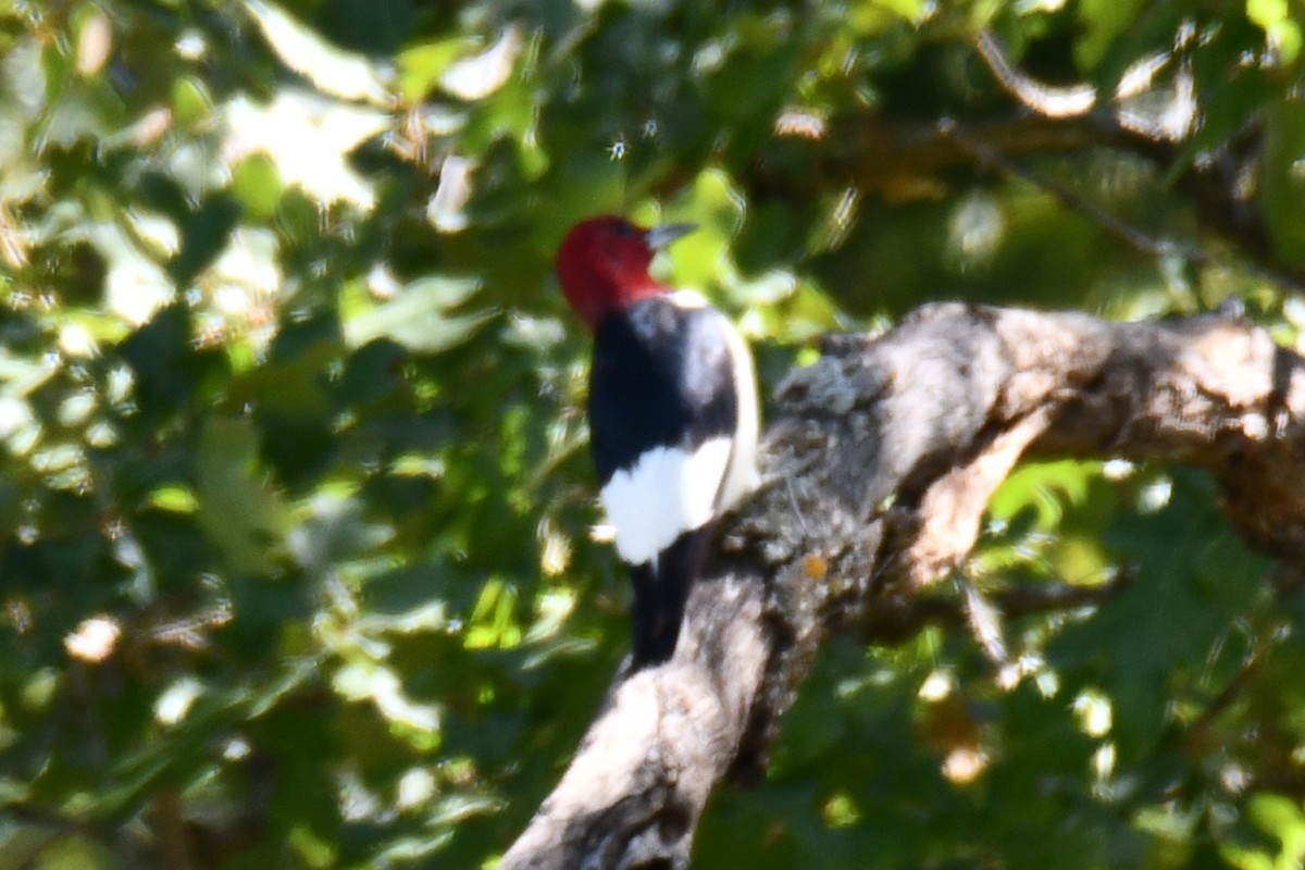Carpintero Cabecirrojo - ML642738084