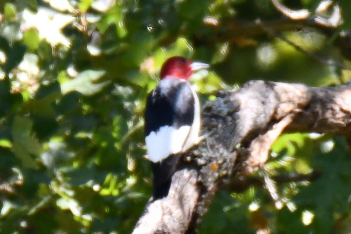 Carpintero Cabecirrojo - ML642738085