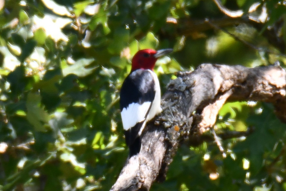 Carpintero Cabecirrojo - ML642738086