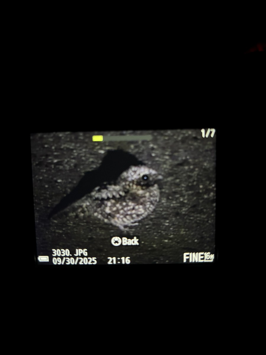 Common Poorwill - ML642738087