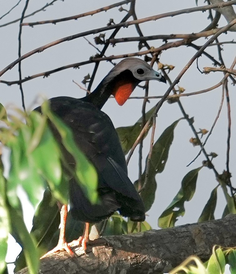 Red-throated Piping-Guan - ML642738100
