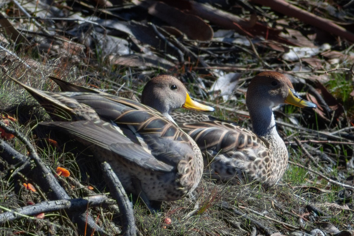 Yellow-billed Pintail - ML642738138