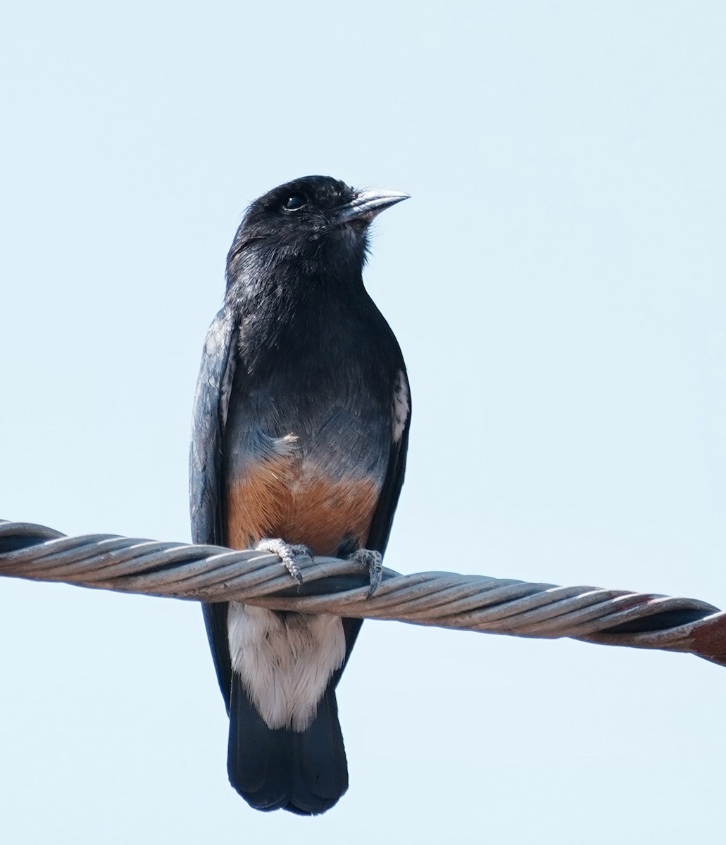 Swallow-winged Puffbird - ML642738139