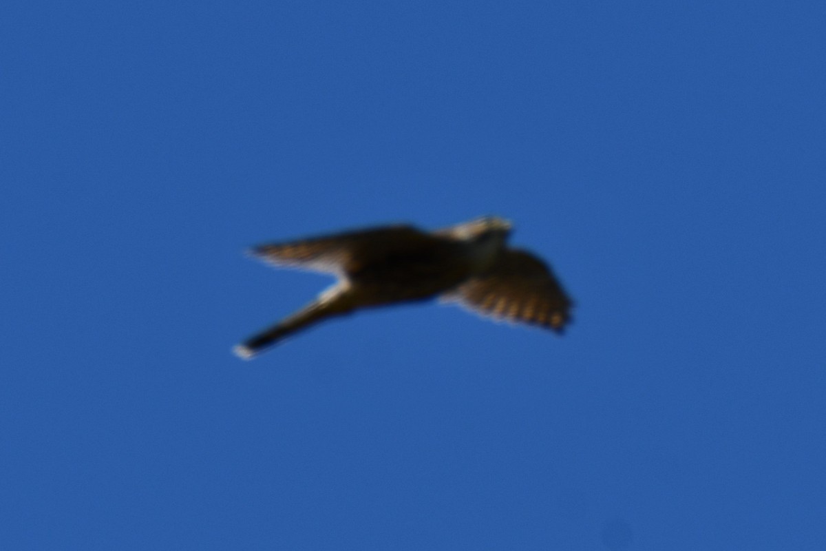 アメリカチョウゲンボウ - ML642738166