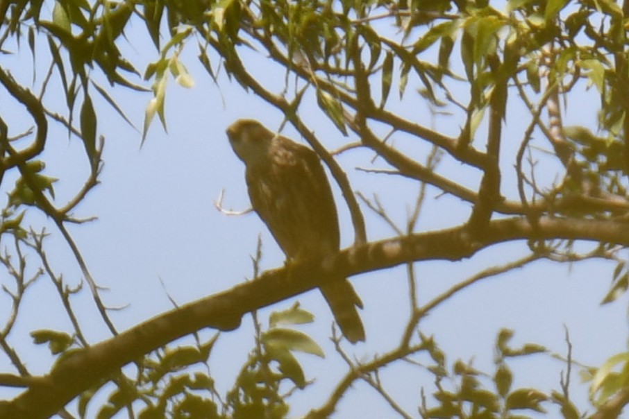 アメリカチョウゲンボウ - ML642738168