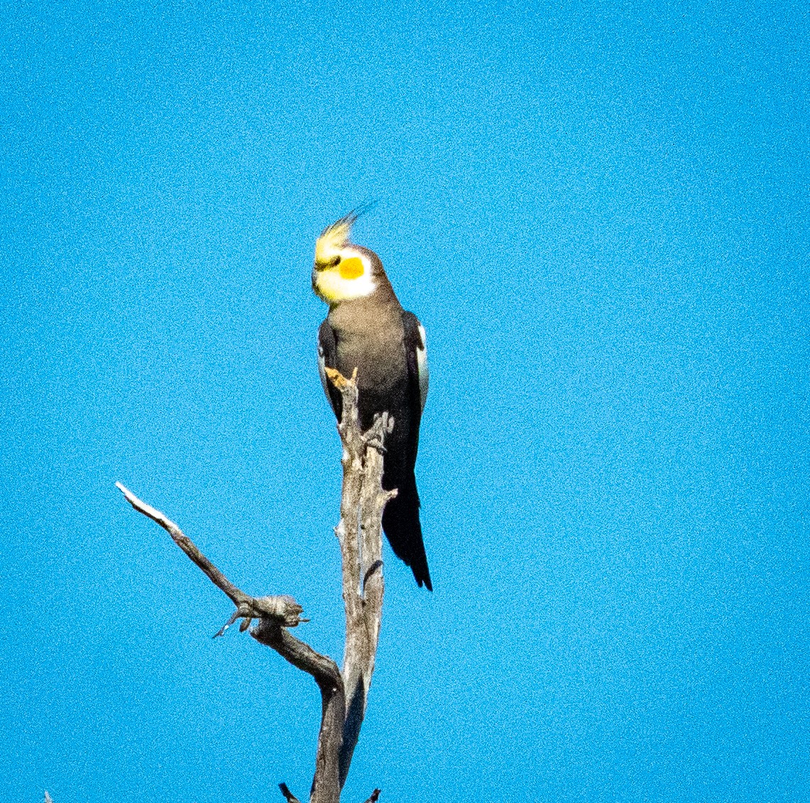 オカメインコ - ML642738177