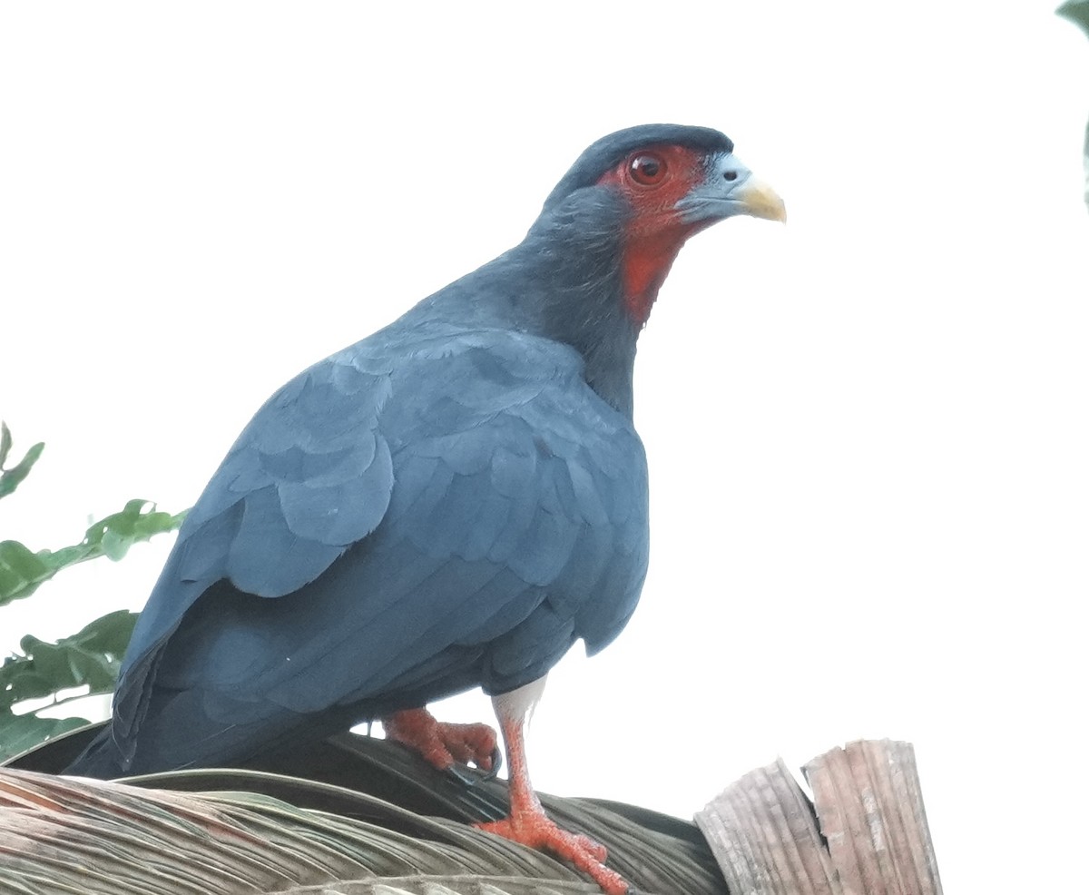 Red-throated Caracara - ML642738179